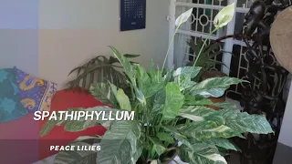 Spathiphyllum, Peace Lilies are popular indoor plants.  Quick tips on propagation and plant care.