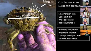 European Green Crab