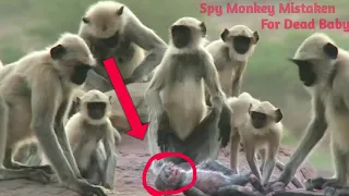 Spy Monkey MistakenFor Dead Baby and Mourned by Troop || WILD LIFE ||