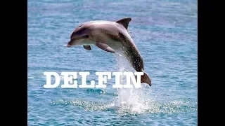 delfin