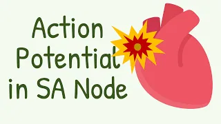 Action Potential In SA Node || Primary Pacemaker of the Heart