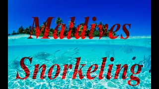 4K Ellaidhoo Maldives by Cinnamon, house reef snorkeling. #Maldives #travel #vacation #snorkeling
