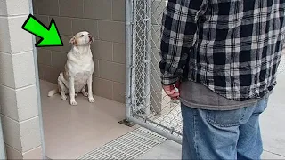 Приютский пёс заплакал, когда узнал стоящего перед ним человека!