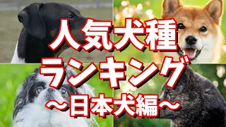 人気犬種ランキング ～日本犬編～ その魅力と特徴は？