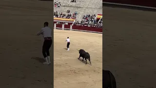 “Pechu” Ganador del Concurso de Recortes en Las Ventas (Madrid)