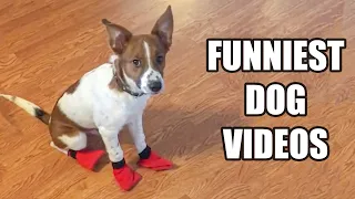 TRY NOT TO LAUGH WATCHING FUNNY DOG VIDEOS 2021 #2 - Daily Dose of Laughter!