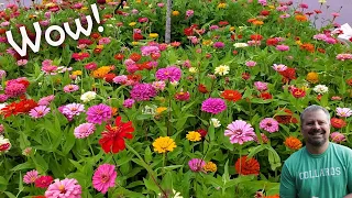 All About Zinnias - Flower Power and Pollinators