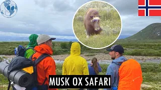 MUSK OX SAFARI at Dovrefjell, Oppdal, Norway | Three Week Roadtrip in Norway