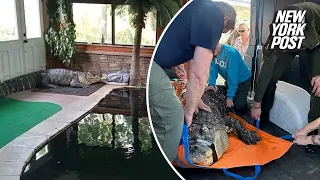 Ailing 750-pound alligator seized from NY home after gentle giant would swim with kids