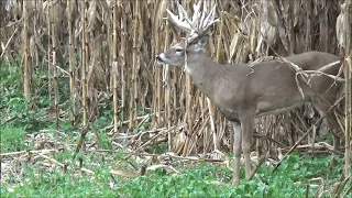 Illinois Whitetail crossbow hunt