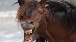 Funny horses – Funny horse compilation