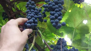 Обзор технических сортов винограда 2022