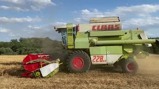 Žně 2023 - hrách | CLAAS Commandor 228 cs & LIAZ 151.261 4x4