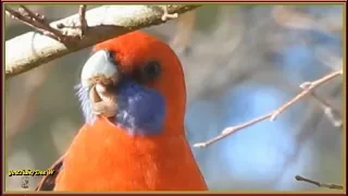 21~Bird Calls/Songs/Sounds~Crimson Rosellas~Australian Backyard Garden Birds Singing