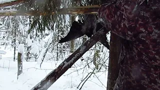 Два дня на промысле .Очень даже хорошо !