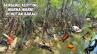 BERBURU KEPITING WARNA WARNI DI HUTAN BAKAU