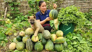 Harvesting Pumpkin & Vegetables Garden Goes to the market sell - Animal Care | Lý Thị Ca