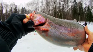 Форель в конце февраля, ловятся здоровенные мамки )