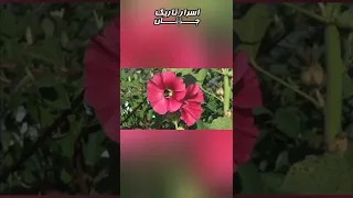 به چشم های انیشتین هم رحم نکردن!! 😕