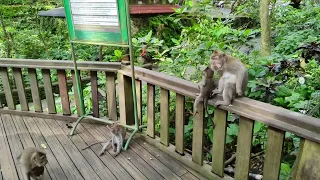 В лесу обезьян, Убуд, остров Бали. In the Monkey forest, Ubud, Bali Island.