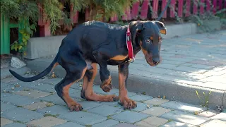Someone Abandoned Doberman Puppy just Because He was Born with some Differences