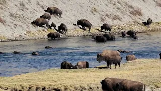 Buffalo swimming the Yellowstone River.