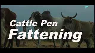 Cattle Pen Fattening IF Ep 3