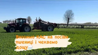 Підживлюємо пшеничку🌾