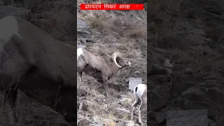 ढोरपाटन सिकार आरक्ष  " Dhorpatan Hunting Reservation Nepal" #agriculture #nayakkrishitv #goatfarming