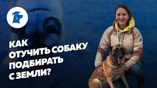 Как отучить собаку подбирать с земли