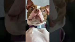 Omg so funny😂😂 , Dogs nail cutting funny video #shorts #viral #youtubeshorts