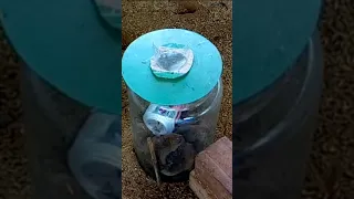 [New] Glass Bottle Mouse Trap - DIY Homemade 2021 / Last Part.
