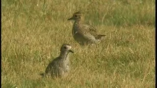 Pluvier doré - European Golden Plover - Goldregenpfeifer ( Pluvialis apricaria )