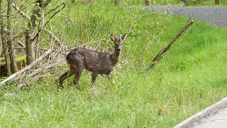 Deer Watch