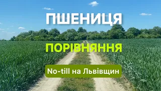 Пшениця - все пізнається у порівнянні