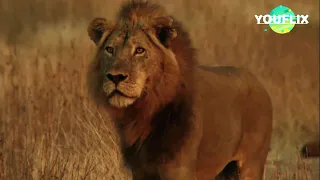 La loi du Lion 2