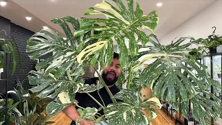 Massive Plants Haul - Variegated Monsteras + Houseplant Updates