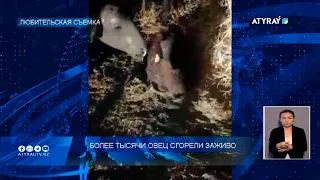 Более тысячи овец сгорели заживо