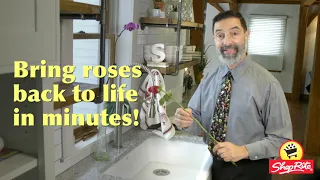 How to bring roses back to life