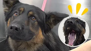 Rare breed of Shepherd sings Bohemian Rhapsody