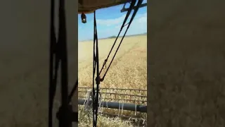 Молотим озимую пшеницу и кайфуем)
