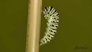 A time-lapse of a black swallowtail caterpillar changing into a chrysalis. Photographer tips!