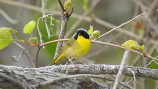 Birding with Brad - Identifying Warblers of Ohio