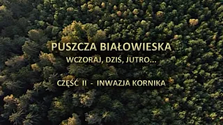 Puszcza Białowieska. Wczoraj, dziś i jutro. Część 2 - INWAZJA KORNIKA