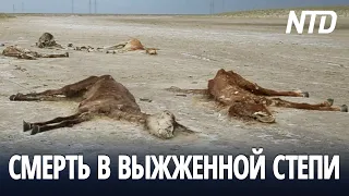 В Казахстане лошади гибнут без еды и воды