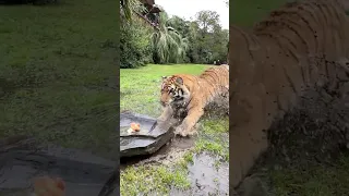Nobody Never underestimate a Tiger
