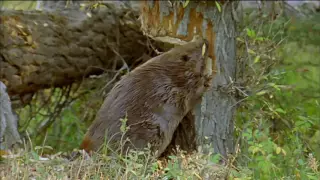 How Beavers Build Dams   Leave it to Beavers   PBS