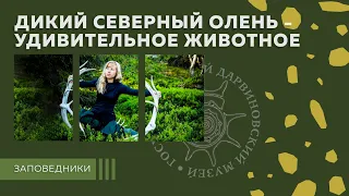 Дикий северный олень - удивительное животное