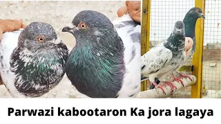 Pakry hoe kabootaron Ka jora lagaya. kabootaron ma Acha jOra kasy lagain.#highflyer #pigeons