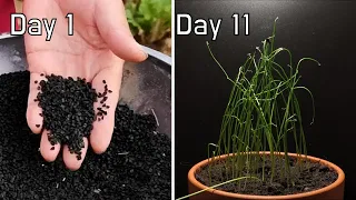 Green Shallots Dancing During Growing from Seeds | 11-Day Timelapse